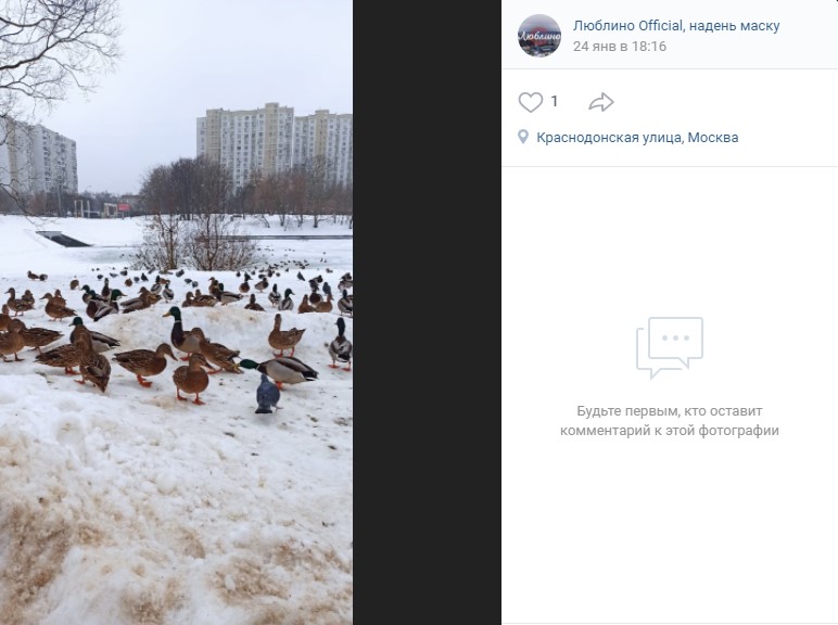 Фото дня: бесстрашные утки из Люблинского парка