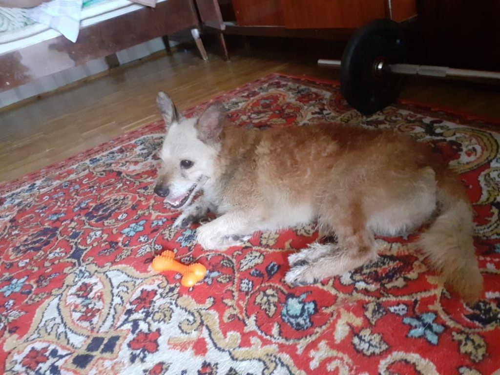 Неравнодушные родители решили помочь собаке- потеряшке с Белореченской