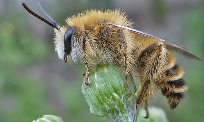 Мелитид. Пчела мохнатоногая. Шмель Моховой Bombus muscorum. Мохноногая пчела (Dasypoda hirtipes). Пчела фото